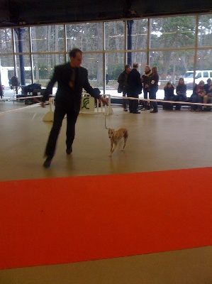 of Cyly of Course - Paris dog show 10 janvier 2010