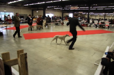 of Cyly of Course - Paris Dog Show 09.01.11