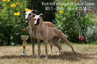 of Cyly of Course - Brive CACs - CACIB