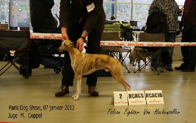 of Cyly of Course - Paris Dog Show