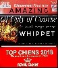  - Meilleur Elevage Français Whippet  2018