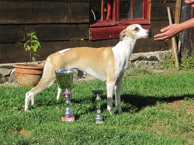 of Cyly of Course - BEST  IN    SHOW en classe jeune !! 