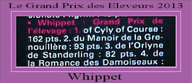 of Cyly of Course - 1er au Grand Prix des éleveurs 2013