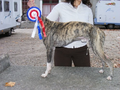 of Cyly of Course - Régionale d'élevage Whippet ! 