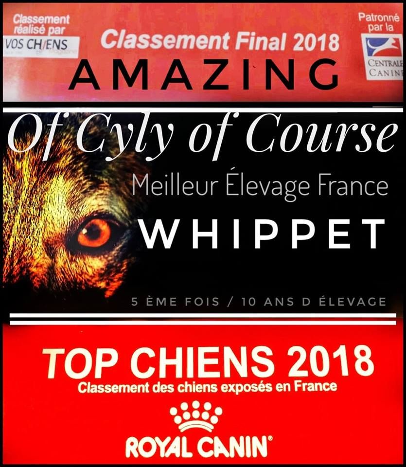 Meilleur Elevage Français Whippet  2018