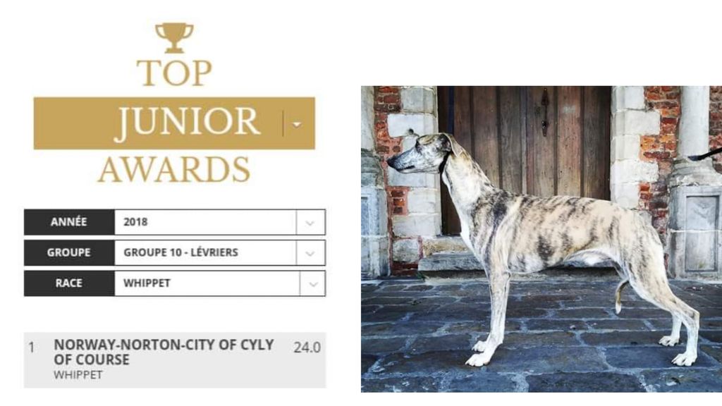 Norway Norton City Meilleur jeune whippet de France