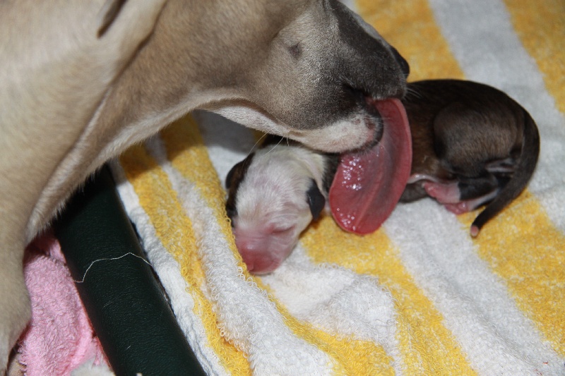 31 octobre double anniversaire !! Les bb de Cassy sont là !