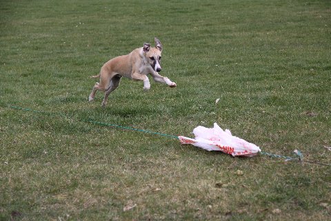 Nos chiens ont goûtés à la PVL....